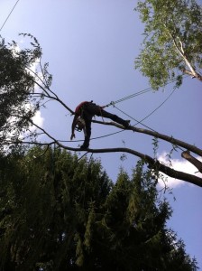 Tree Trimming | Tree Removal | Tree Service
