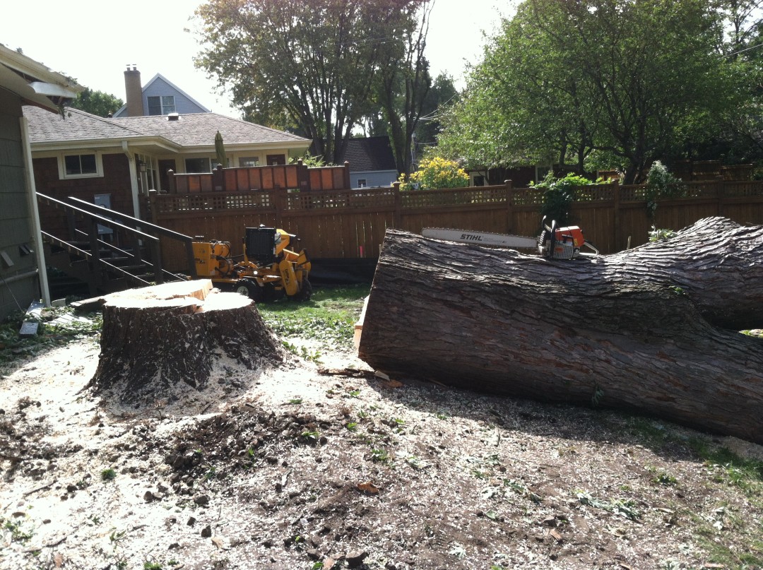 Tree Removal | Tree Trimming | Tree Service