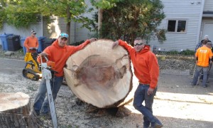 Tree Removal | Stump Removal | Tree Trimming